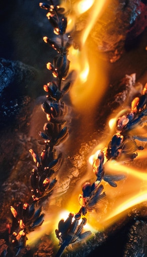 293x510px_SauvageElixir.jpg