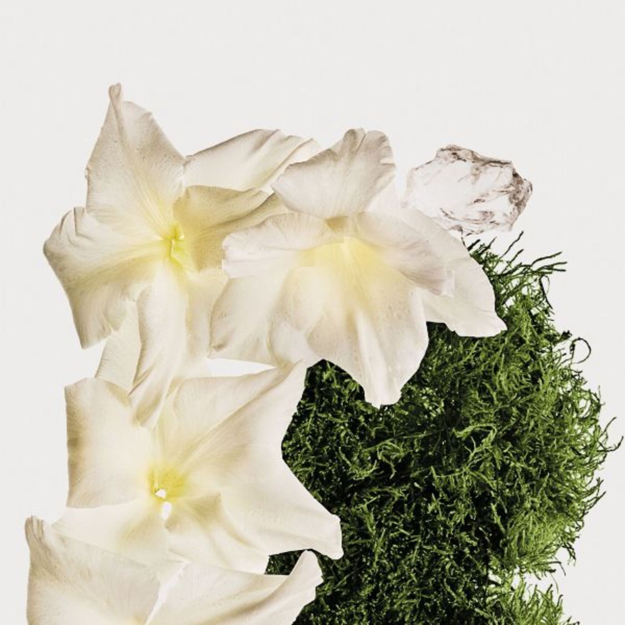 Spray pentru par si corp Cotton Musk