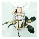 100 ML Prada LES INFUSION Infusion De Fleur D Orager Apa de Parfum  2 of 3 Infusion De Fleur D Orager Apa de Parfum