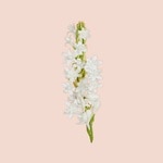 30 ML Gucci BLOOM Gucci Bloom Parfum  5 of 6 Gucci Bloom Parfum