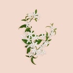 30 ML Gucci BLOOM Gucci Bloom Parfum  6 of 6 Gucci Bloom Parfum