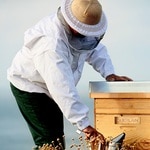 4 BUC GUERLAIN Abeille Royale Masca de fata Honey Cataplasm Mask 2 of 4 Masca de fata Honey Cataplasm Mask