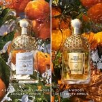 75 ML GUERLAIN AQUA ALLEGORIA Aqua Allegoria Forte Mandarine Basilic Apa de Parfum  1 of 3 