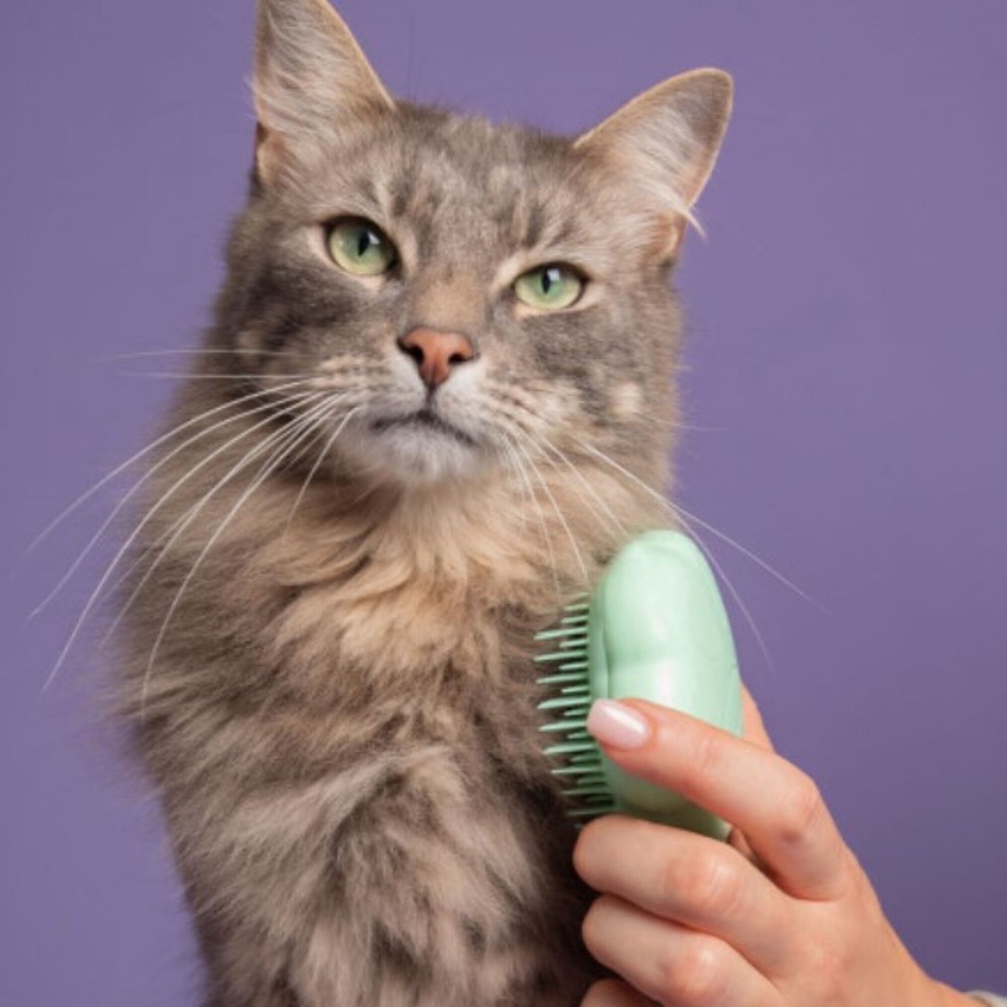 Perie pentru periajul blanitei pisicilor Cat Teezer