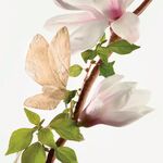 50 ML Annick Goutal UN MATIN D'ORAGE Un Matin d'Orage Apa de Parfum  5 of 6 Un Matin d'Orage Apa de Parfum