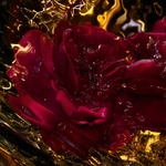 125 ML GUERLAIN Absolus Allegoria Absolus Allegoria Rose Amira Apa de Parfum 2 of 4 Absolus Allegoria Rose Amira Apa de Parfum