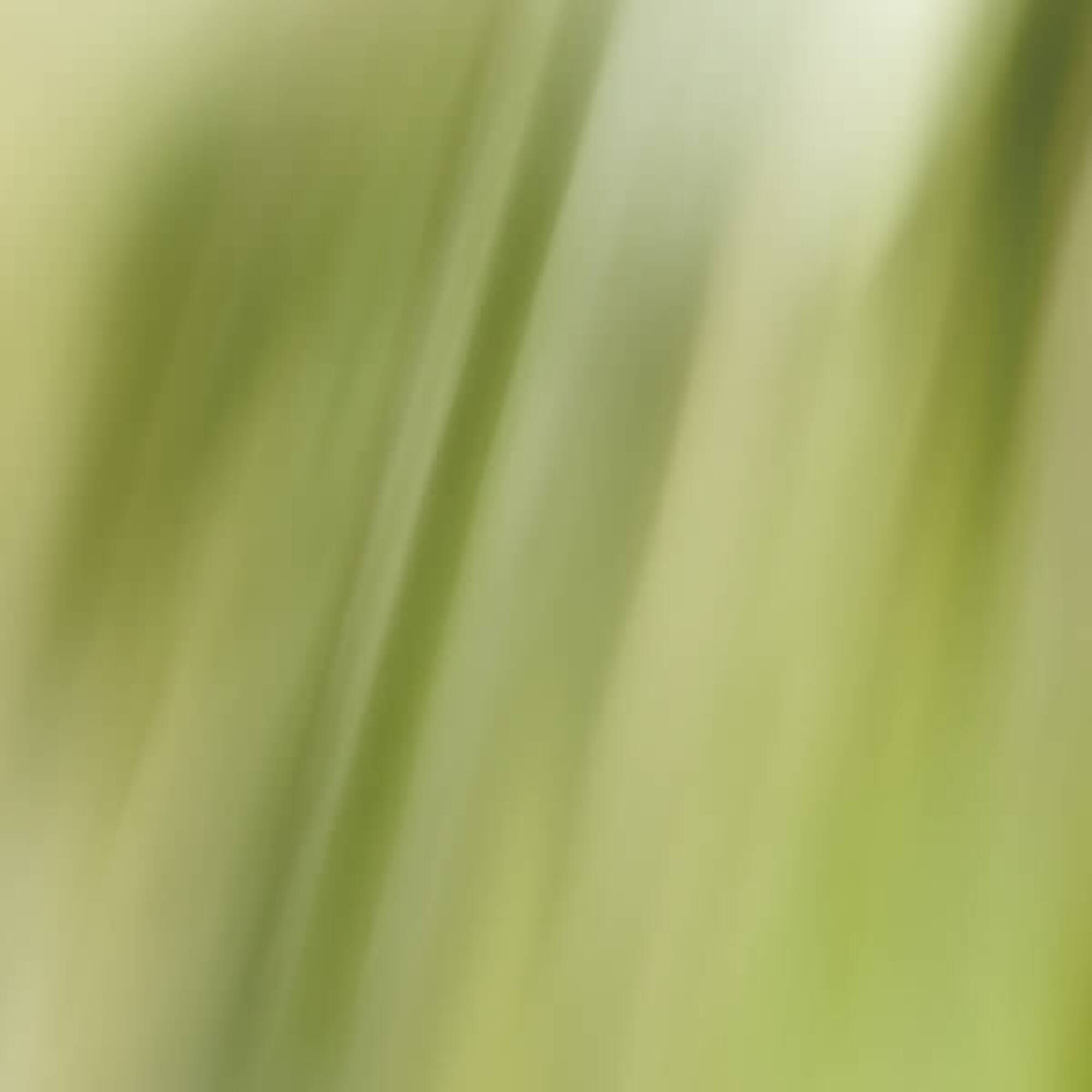 L Eau Revee d Alma Apa de Toaleta