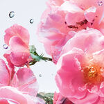20 ML Dior MISS DIOR Roller Pearl Rose N Roses Apa de Toaleta 2 of 3 Roller Pearl Rose N Roses Apa de Toaleta
