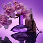 50 ML Calvin Klein EUPHORIA euphoria bold elixir Parfum Intense for Women 4 of 8 euphoria bold elixir Parfum Intense for Women