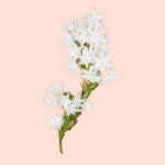 50 ML Gucci BLOOM Gucci Bloom Intense Apa de Parfum  5 of 7 Gucci Bloom Intense Apa de Parfum